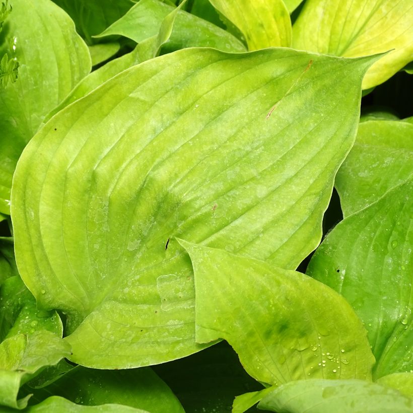 Hosta Sum and Substance (Folhagem)