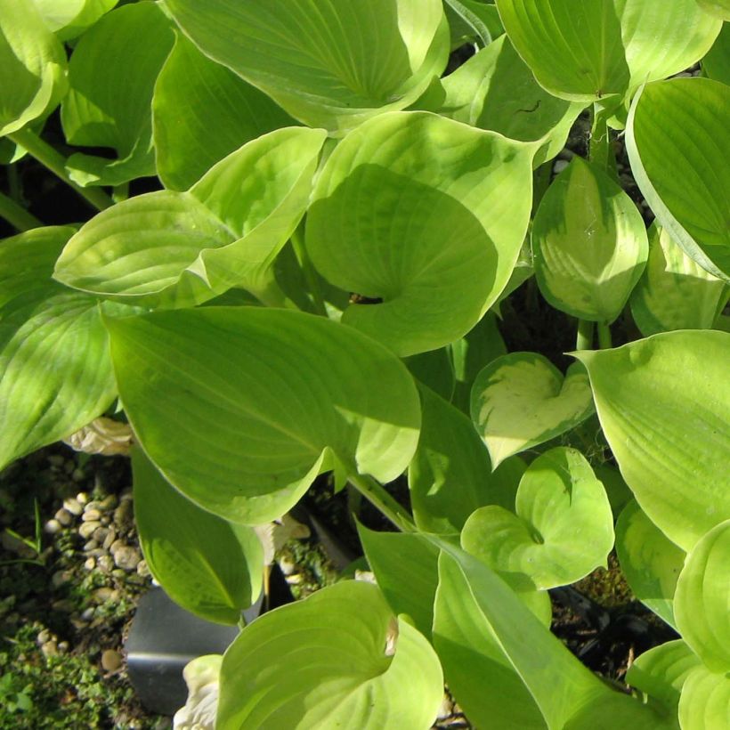 Hosta Sum of All (Folhagem)