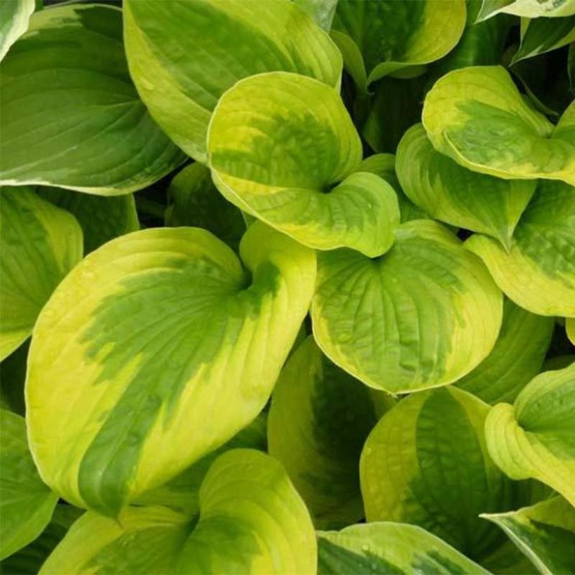 Hosta Summer Breeze (Folhagem)