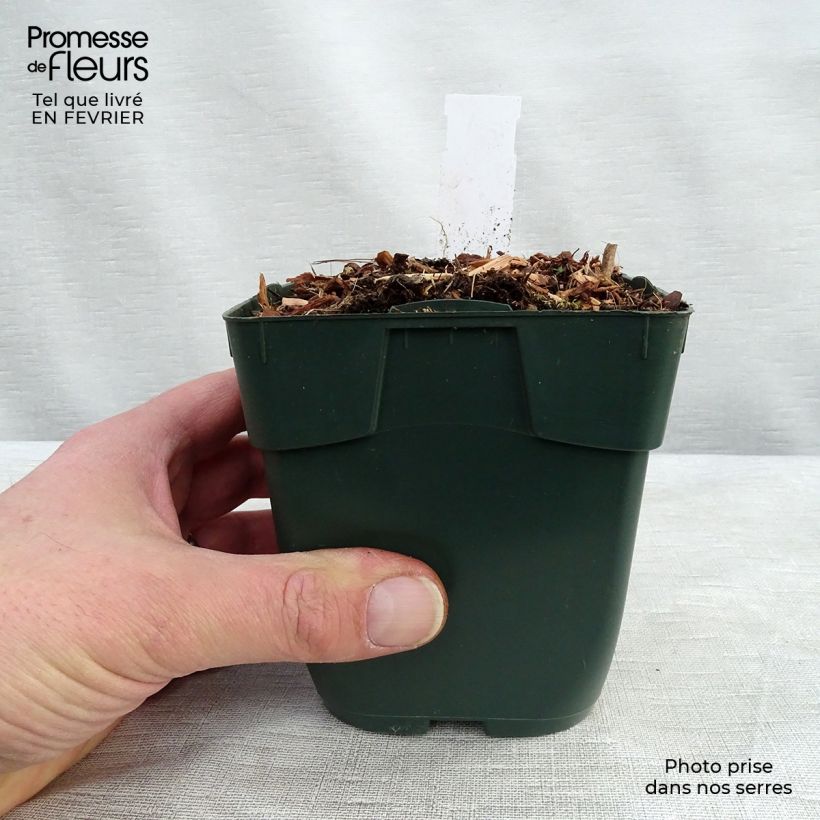 Amostra de Hosta Summer Breeze Godet de 8/9 cm tal como entregue no inverno