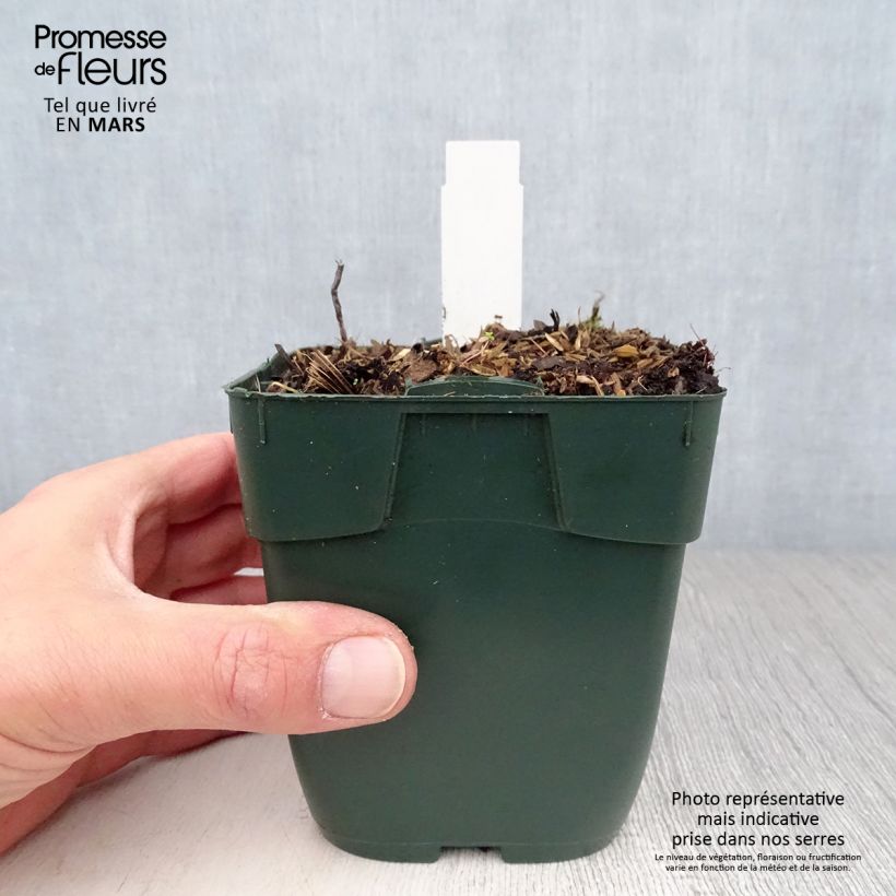 Amostra de Hosta Summer Breeze Vaso de 8/9 cm tal como entregue na primavera