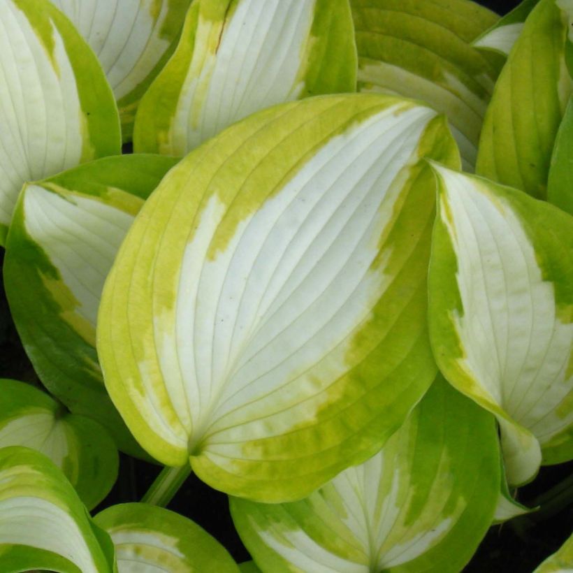 Hosta Summer Music (Folhagem)
