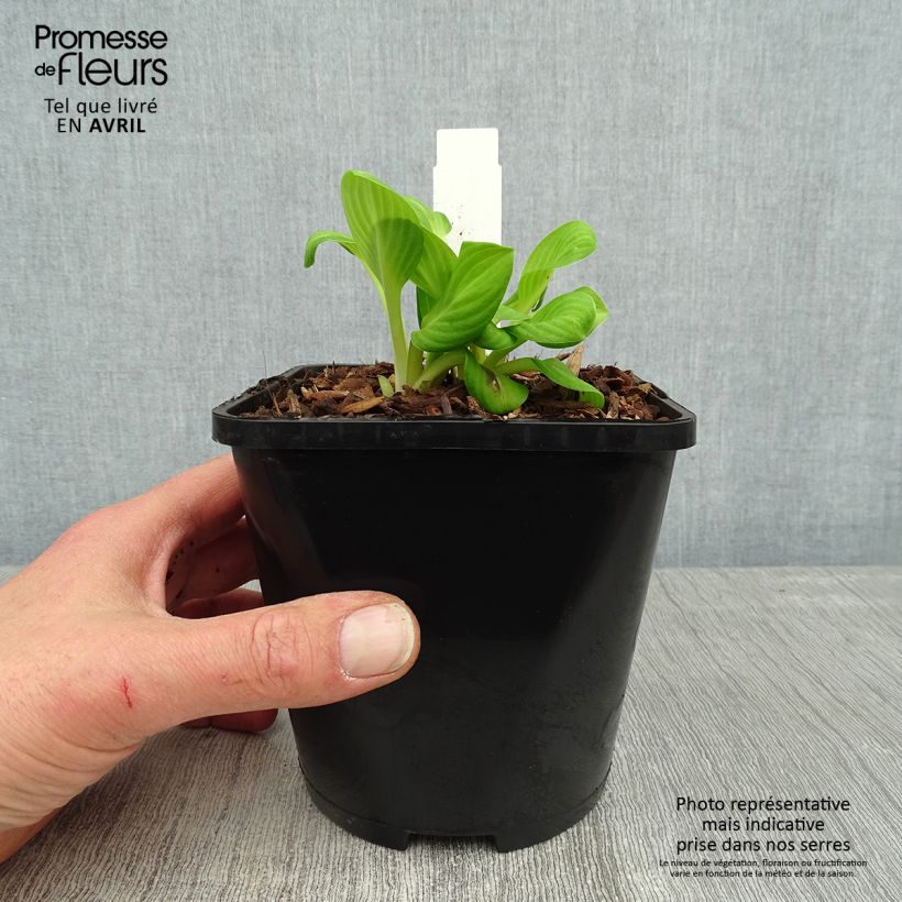 Amostra de Hosta Sun Mouse Vaso de 1,5 L/2 L tal como entregue na primavera