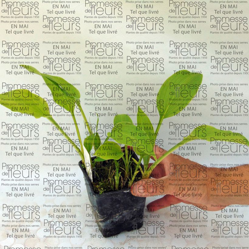 Exemplo de amostra de Hosta Sweet Susan Vaso de 8/9 cm tal como entregue