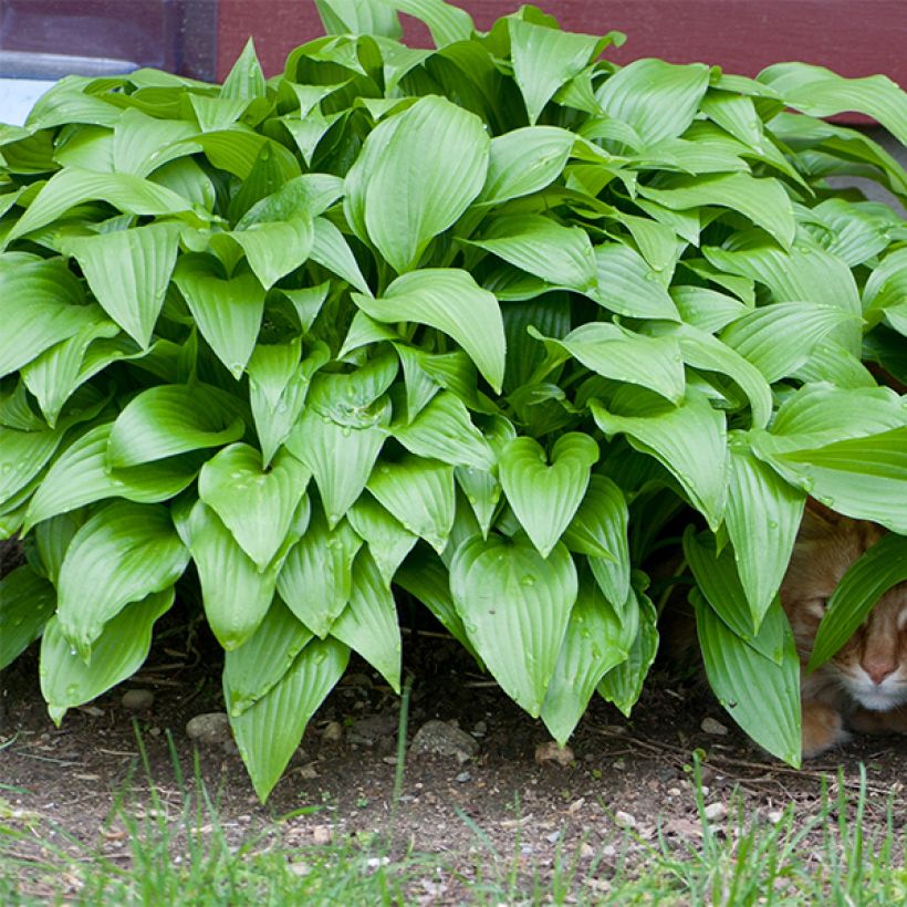 Hosta Sweet Susan (Folhagem)