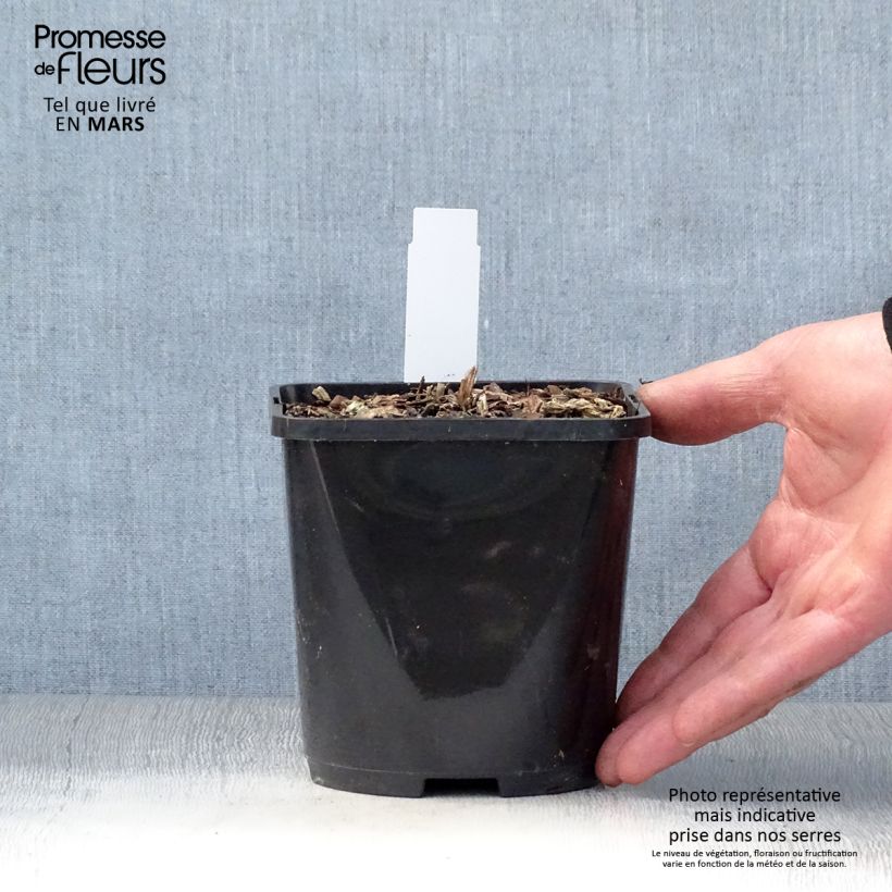 Amostra de Hosta T Rex - Funkia Vaso de 1,5 L/2 L tal como entregue na primavera
