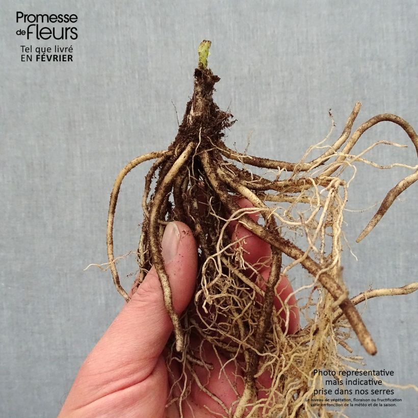 Amostra de Hosta T Rex  Petites Racines nues tal como entregue no inverno