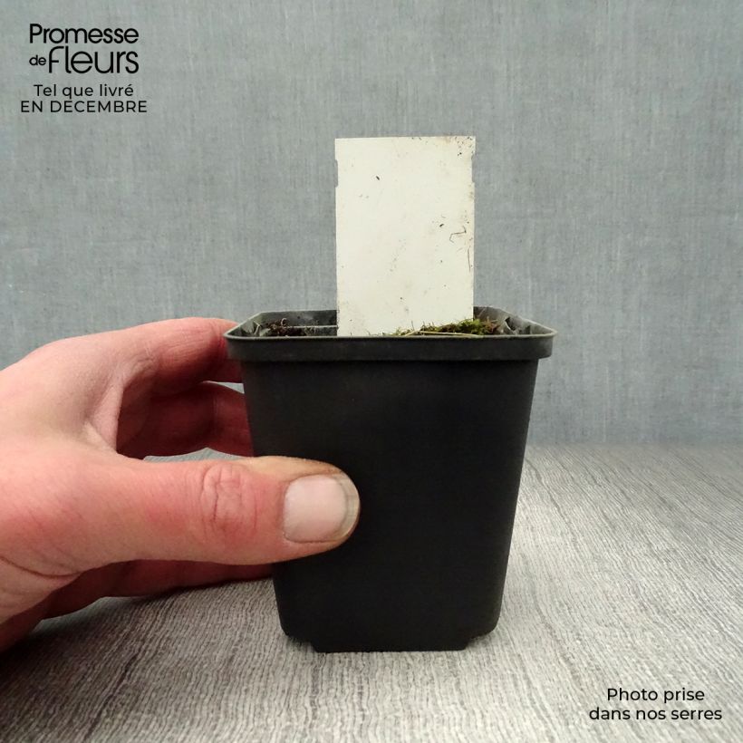 Amostra de Hosta Tall Boy Vaso de 8/9 cm tal como entregue no inverno