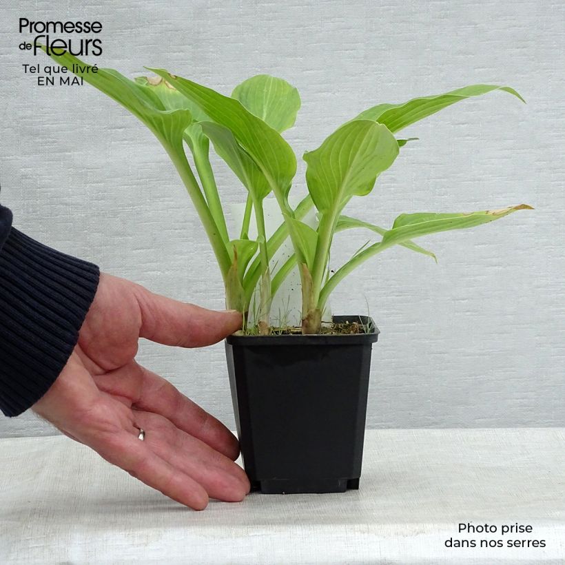 Amostra de Hosta Tall Boy Vaso de 8/9 cm tal como entregue na primavera