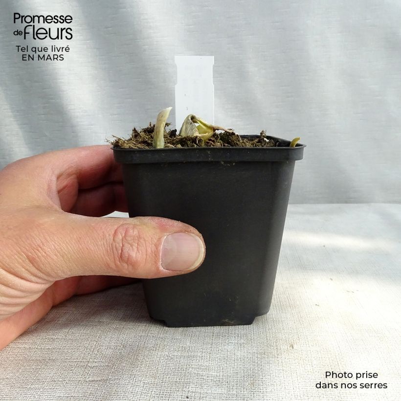 Amostra de Hosta The King Vaso de 8/9 cm tal como entregue na primavera