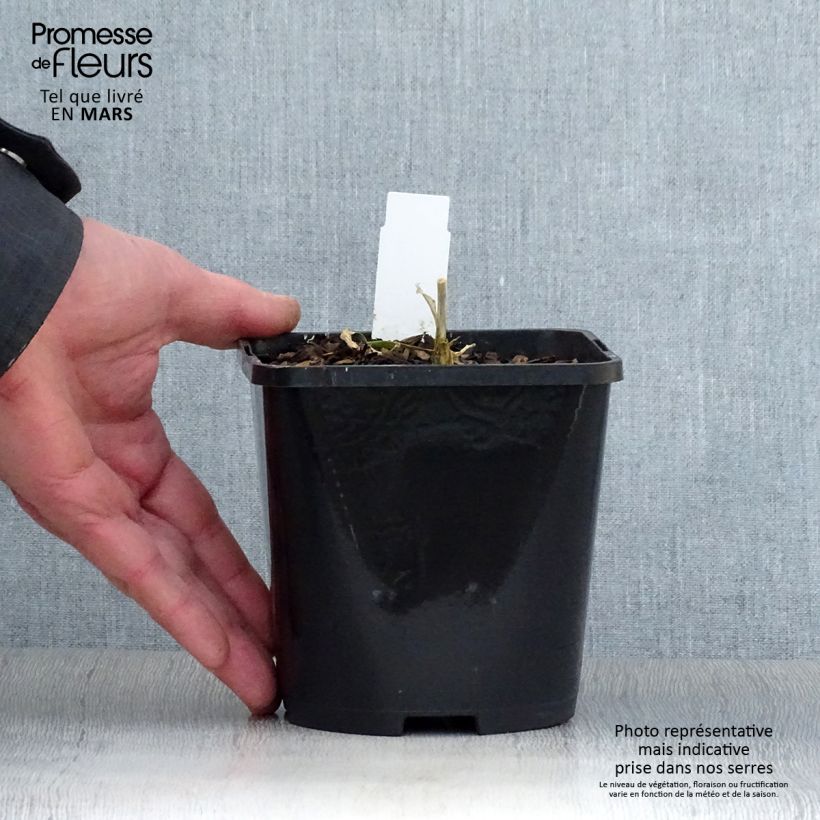 Amostra de Hosta Timeless Beauty Vaso de 1,5 L/2 L tal como entregue na primavera