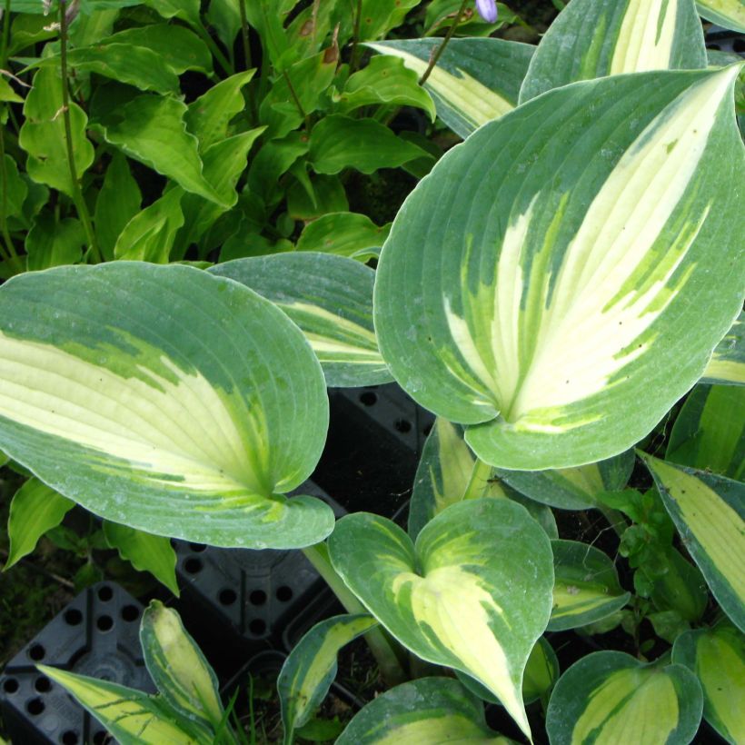 Hosta Touch Of Class (Folhagem)