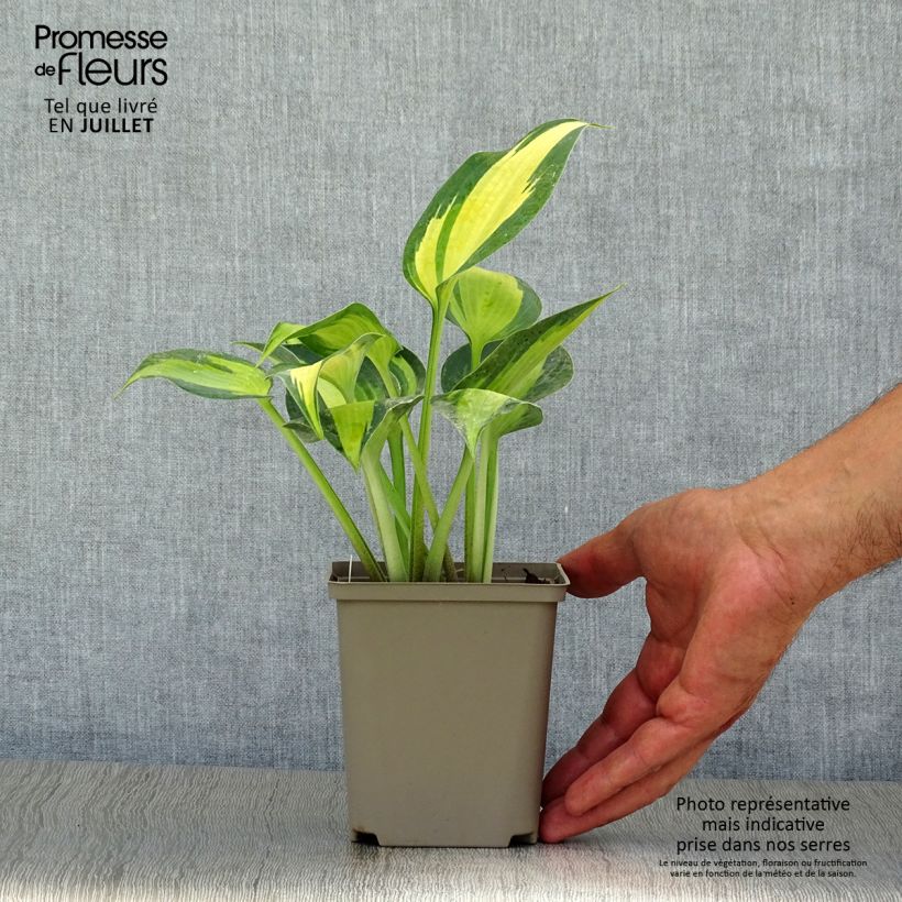 Amostra de Hosta Touch Of Class Vaso de 8/9 cm tal como entregue no verão