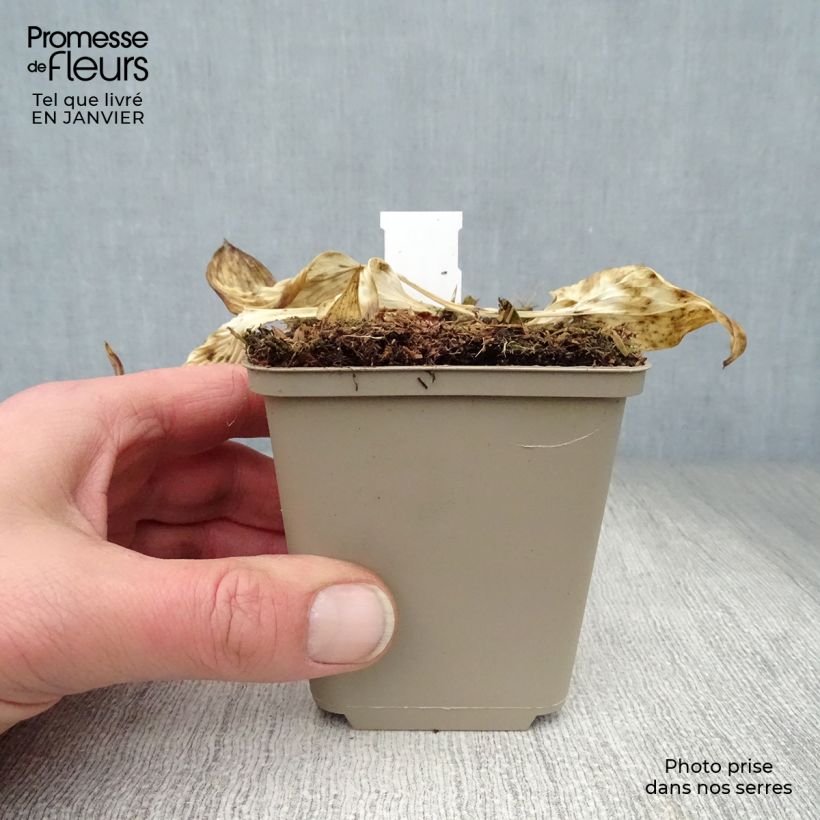 Amostra de Hosta Touch Of Class Godet de 8/9 cm tal como entregue no inverno