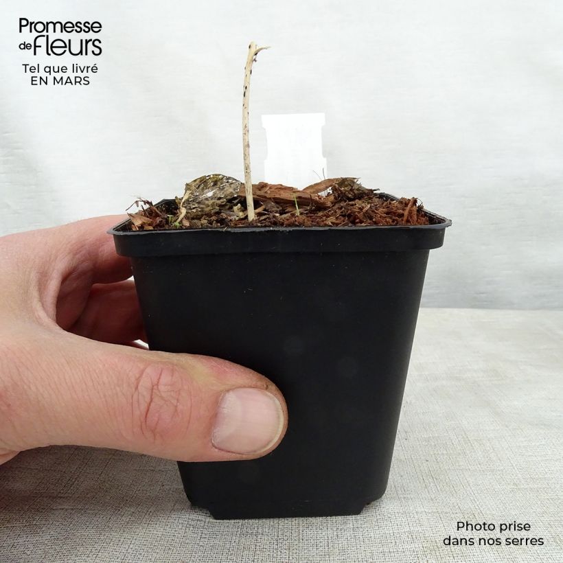 Amostra de Hosta Touch Of Class Vaso de 8/9 cm tal como entregue na primavera