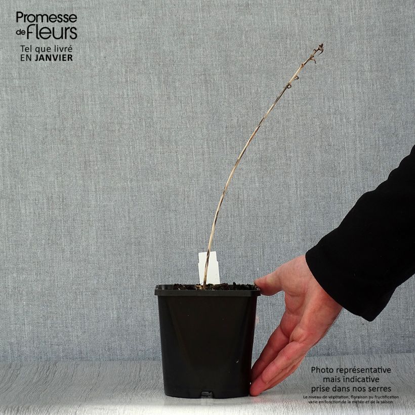 Amostra de Hosta Touch Of Class Pot de 1,5L/2L tal como entregue no inverno