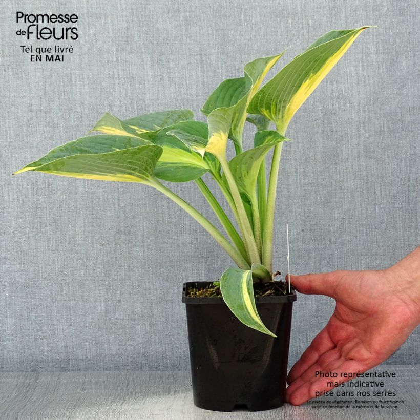 Amostra de Hosta Touch Of Class Vaso de 1,5 L/2 L tal como entregue na primavera