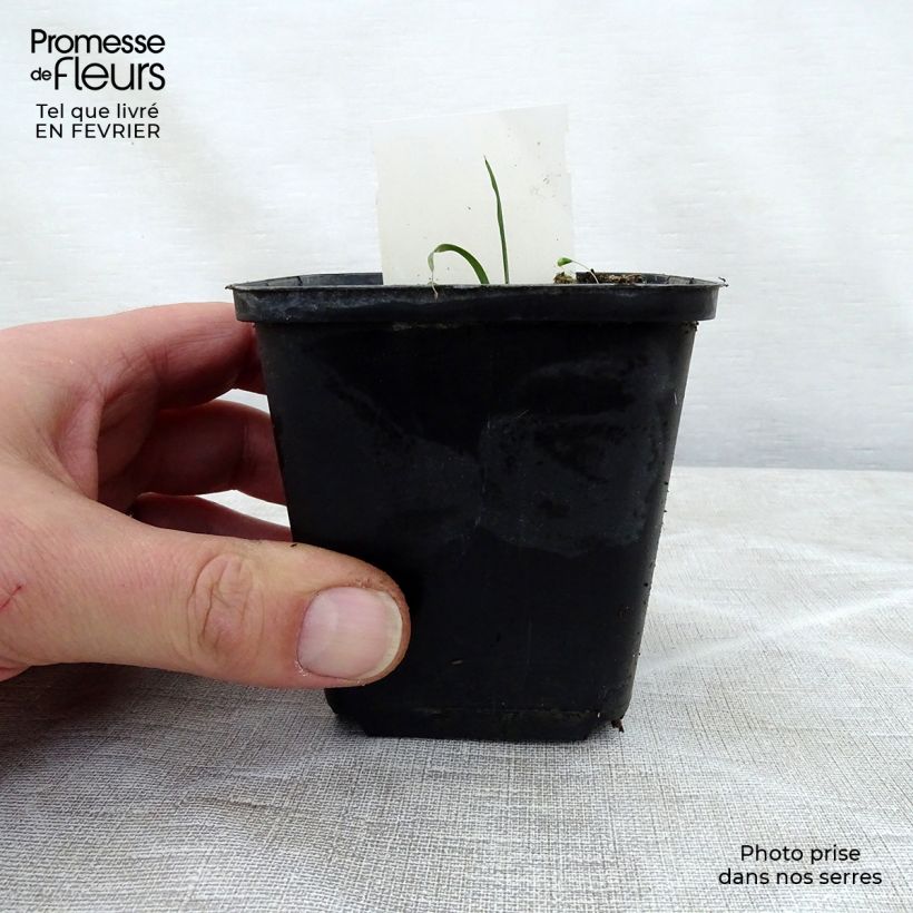 Amostra de Hosta True Blue Godet de 8/9 cm tal como entregue no inverno