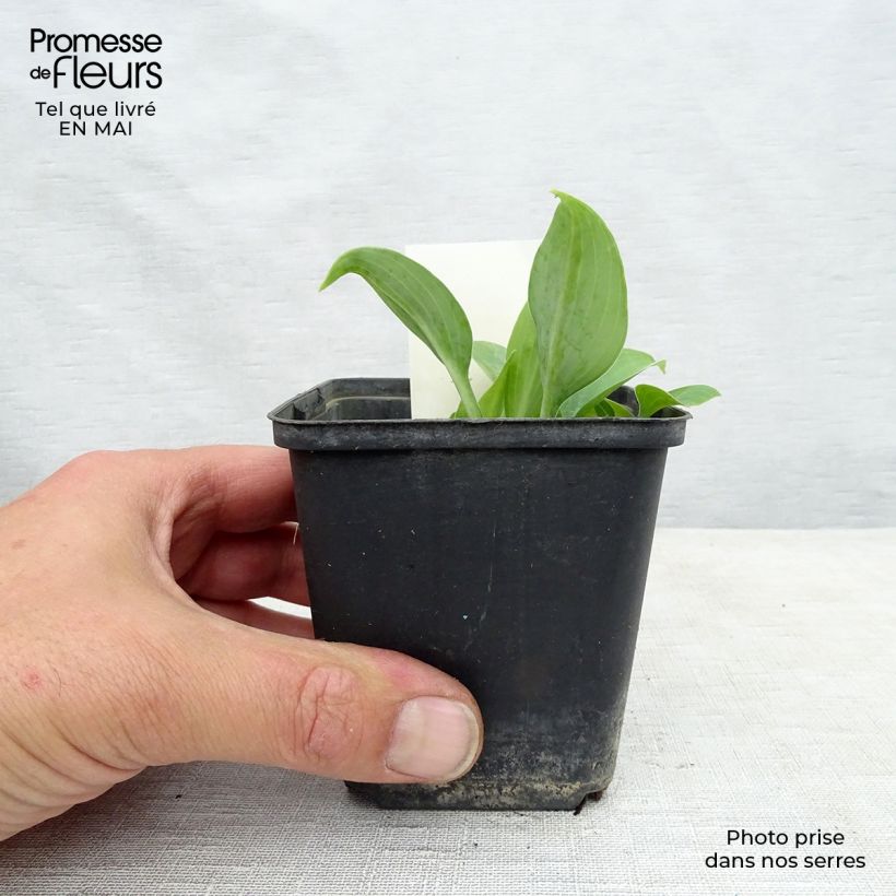 Amostra de Hosta True Blue Vaso de 8/9 cm tal como entregue na primavera