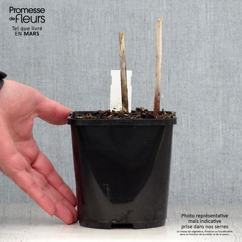 Amostra de Hosta Victor Vaso de 1,5 L/2 L tal como entregue na primavera