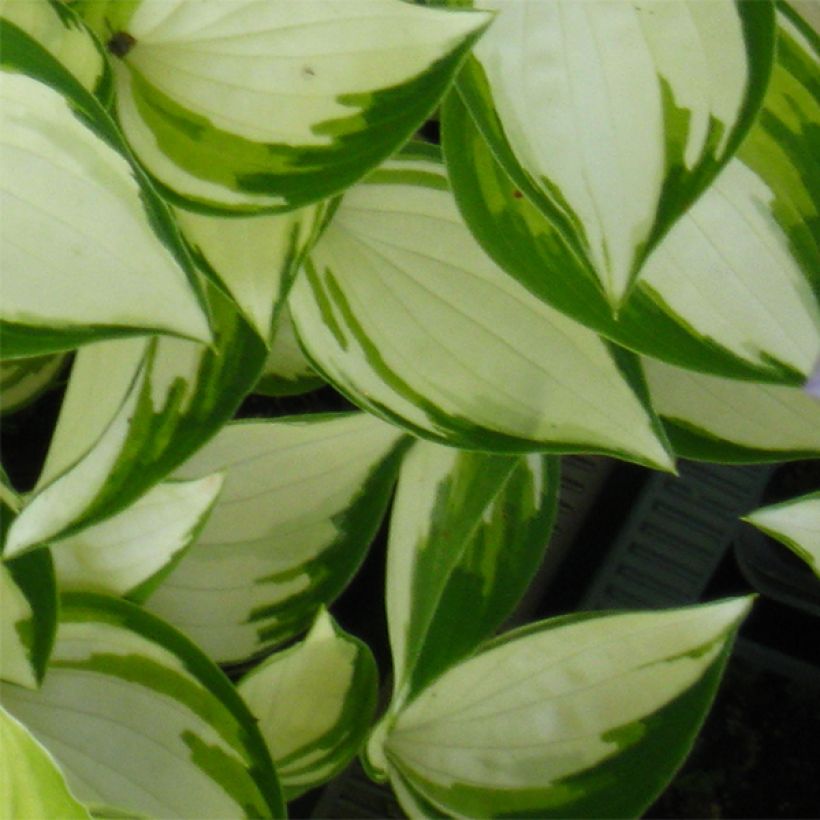 Hosta Warwick Delight (Folhagem)