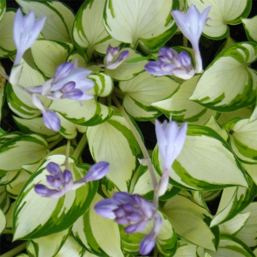 Hosta Warwick Delight (Floração)