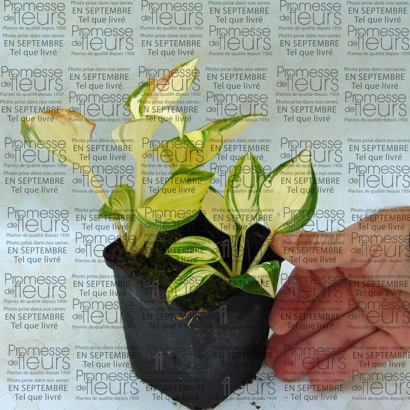 Exemplo de amostra de Hosta Warwick Delight Vaso de 8/9 cm tal como entregue