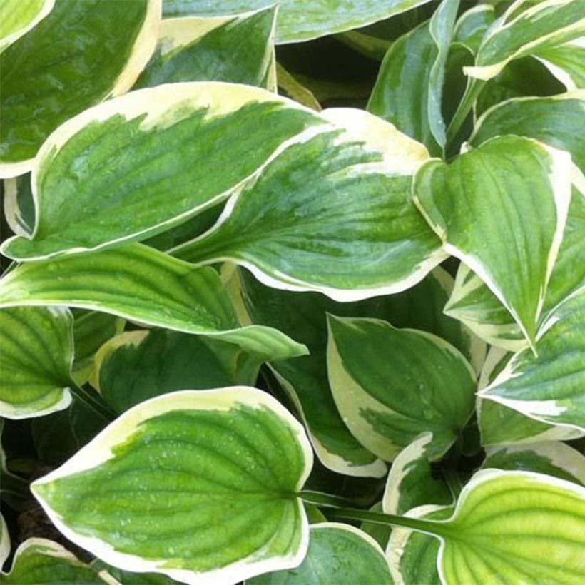 Hosta Warwick Edge (Folhagem)