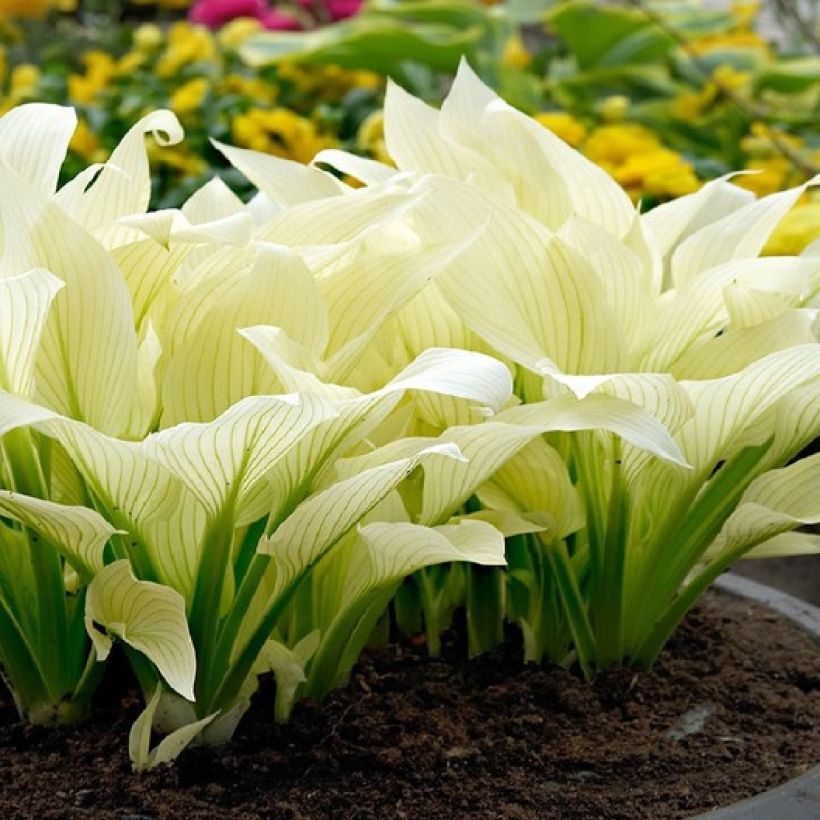 Hosta White Feather (Hábito)