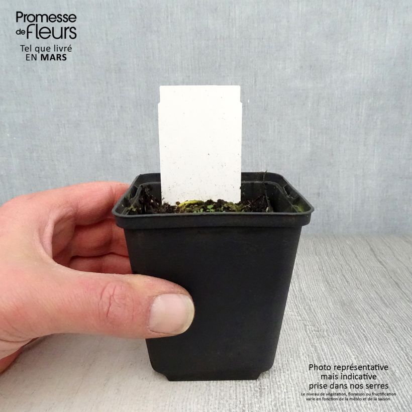 Amostra de Hosta White On Vaso de 8/9 cm tal como entregue na primavera