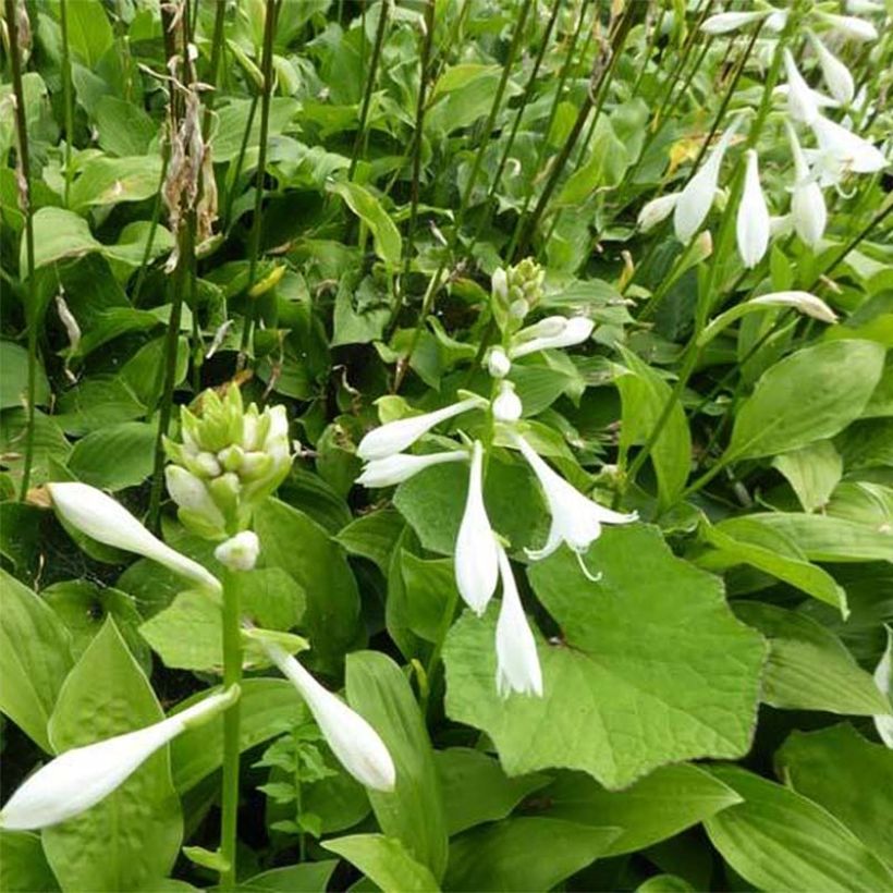 Hosta White Trumpets (Floração)
