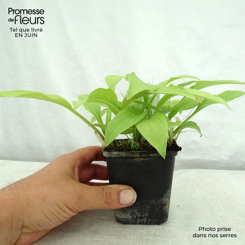 Amostra de Hosta White Trumpets Vaso de 8/9 cm tal como entregue no verão