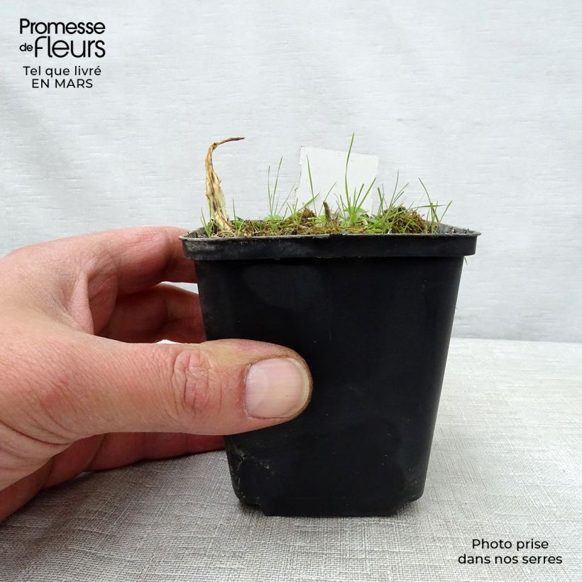 Amostra de Hosta White Trumpets Godet de 8/9 cm tal como entregue na primavera