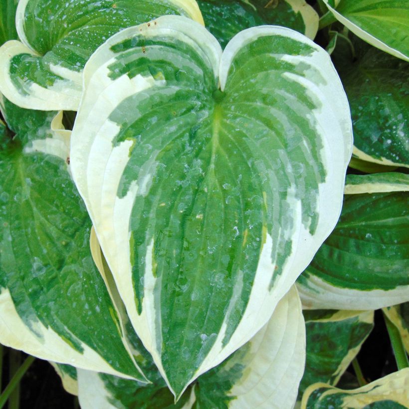 Hosta Wide Brim (Folhagem)
