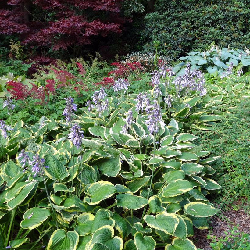 Hosta Wide Brim (Hábito)