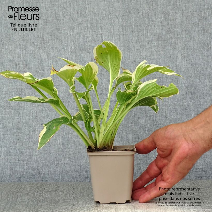 Amostra de Hosta Wide Brim Vaso de 8/9 cm tal como entregue no verão