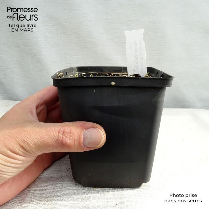 Amostra de Hosta Wide Brim Vaso de 8/9 cm tal como entregue no inverno