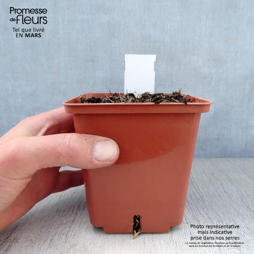 Amostra de Hosta Winter Snow Vaso de 1 L/1,5 L tal como entregue na primavera