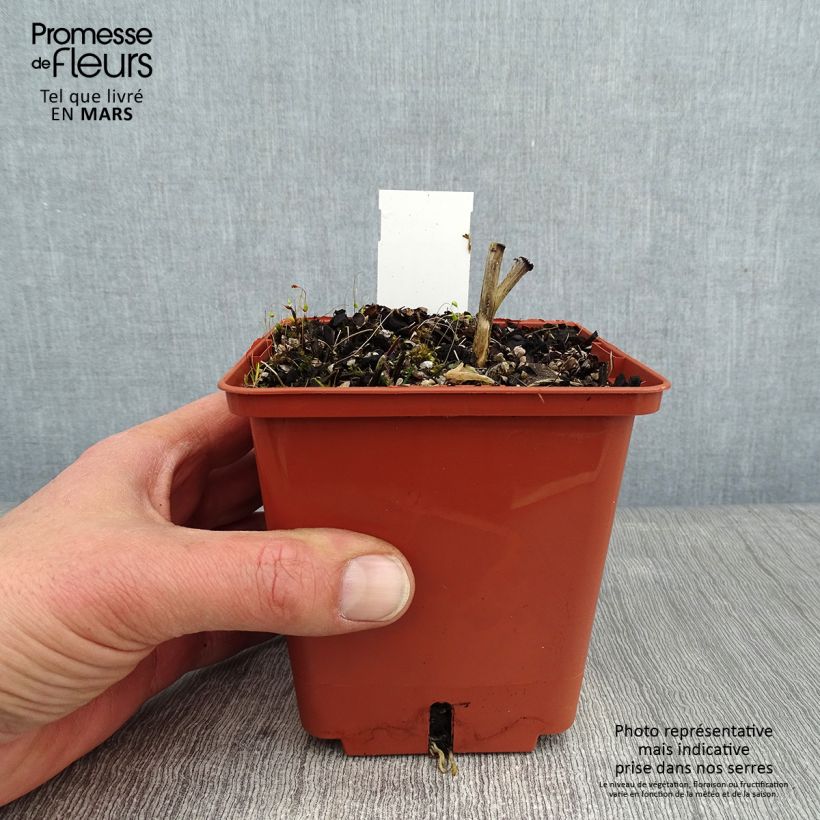 Amostra de Hosta Winter Snow Pot de 1L/1,5L tal como entregue no inverno