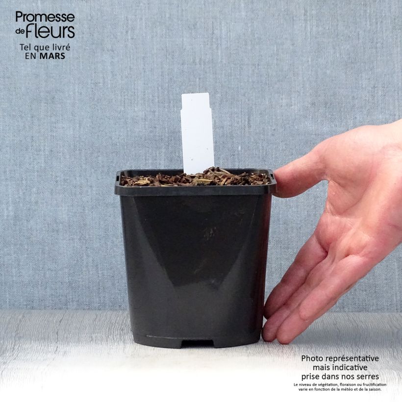 Amostra de Hosta Wu-La-La - Funkia Vaso de 1,5 L/2 L tal como entregue na primavera