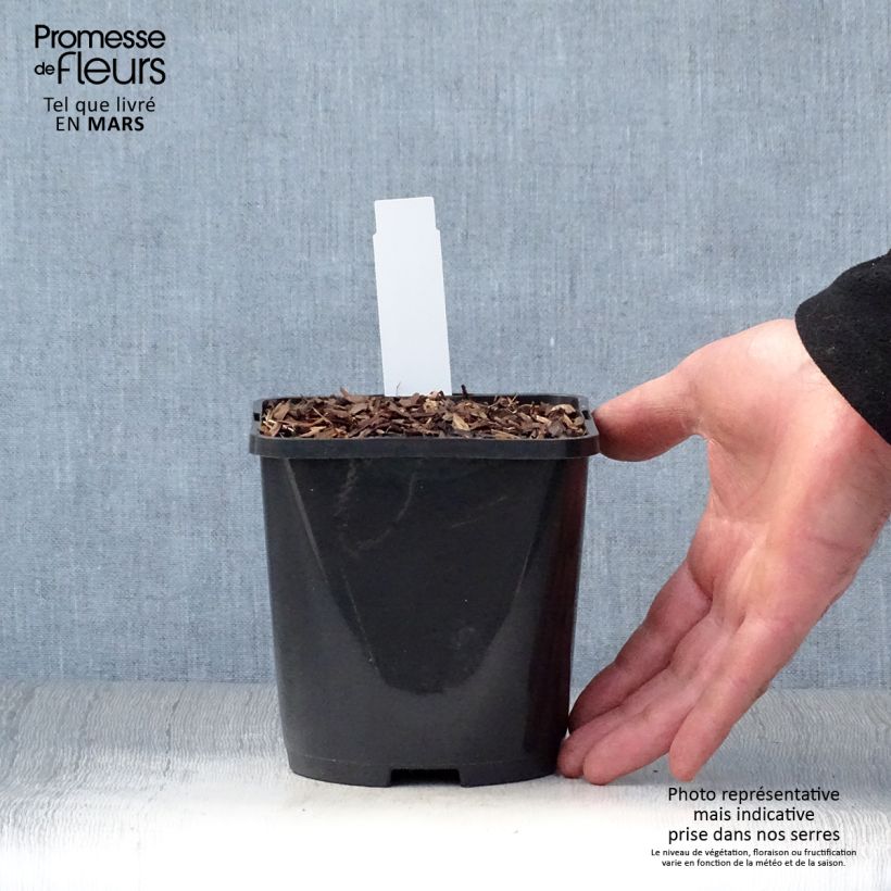 Amostra de Hosta sieboldiana Abiqua Drinking Gourd Vaso de 1,5 L/2 L tal como entregue na primavera