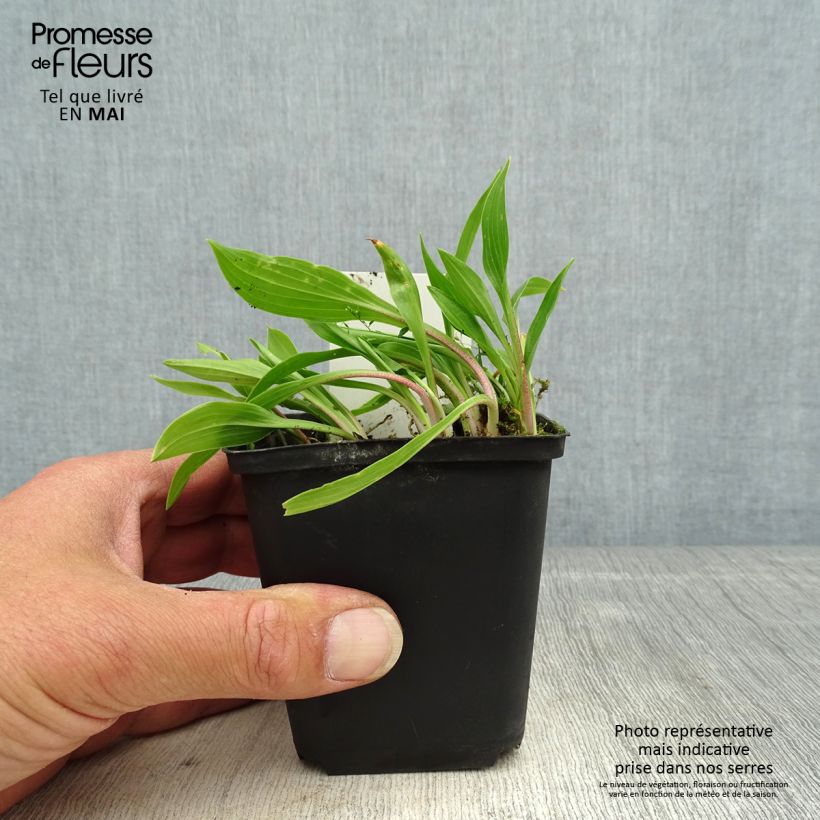 Amostra de Hosta clausa var. normalis Vaso de 8/9 cm tal como entregue na primavera