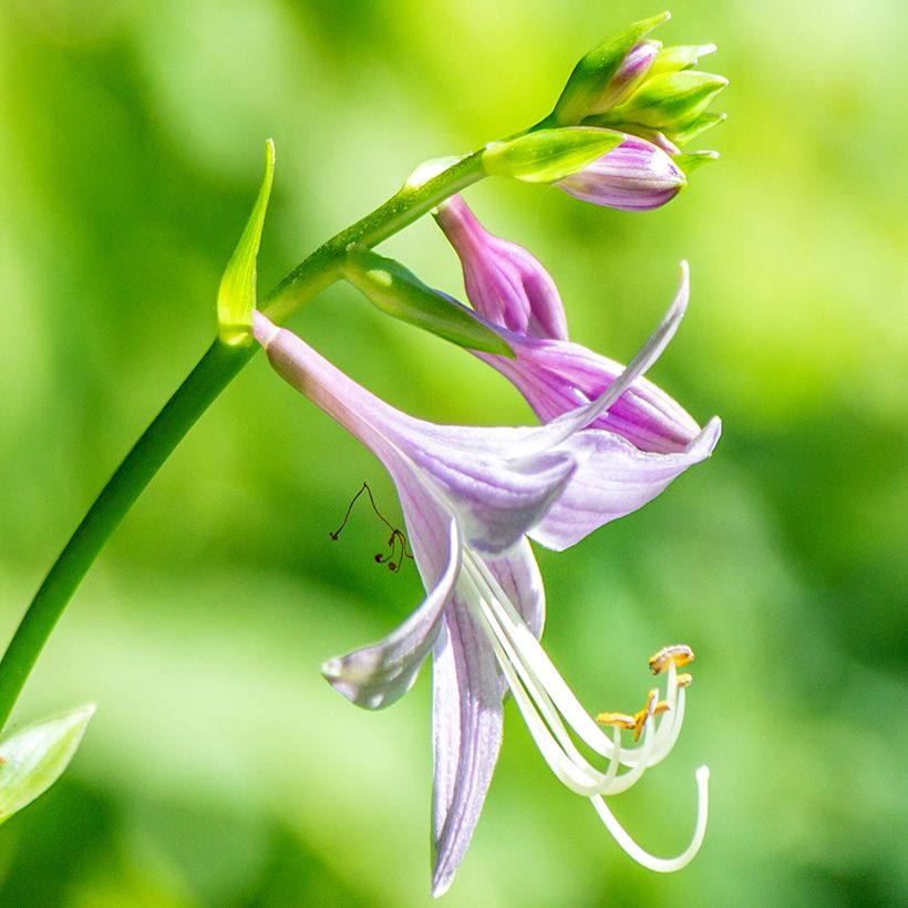 Hosta clausa var. normalis (Floração)