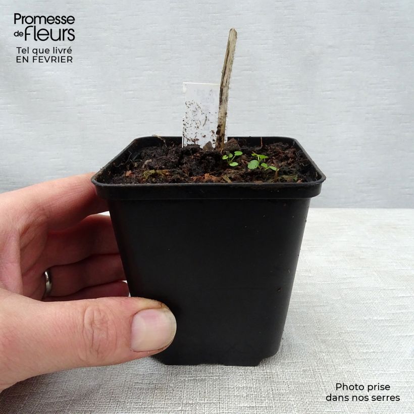 Amostra de Hosta Fire Island Vaso de 8/9 cm tal como entregue no inverno