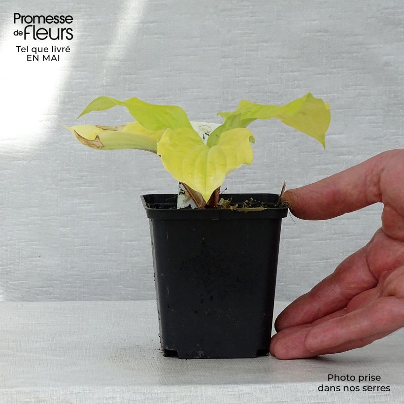 Amostra de Hosta Fire Island Vaso de 8/9 cm tal como entregue na primavera