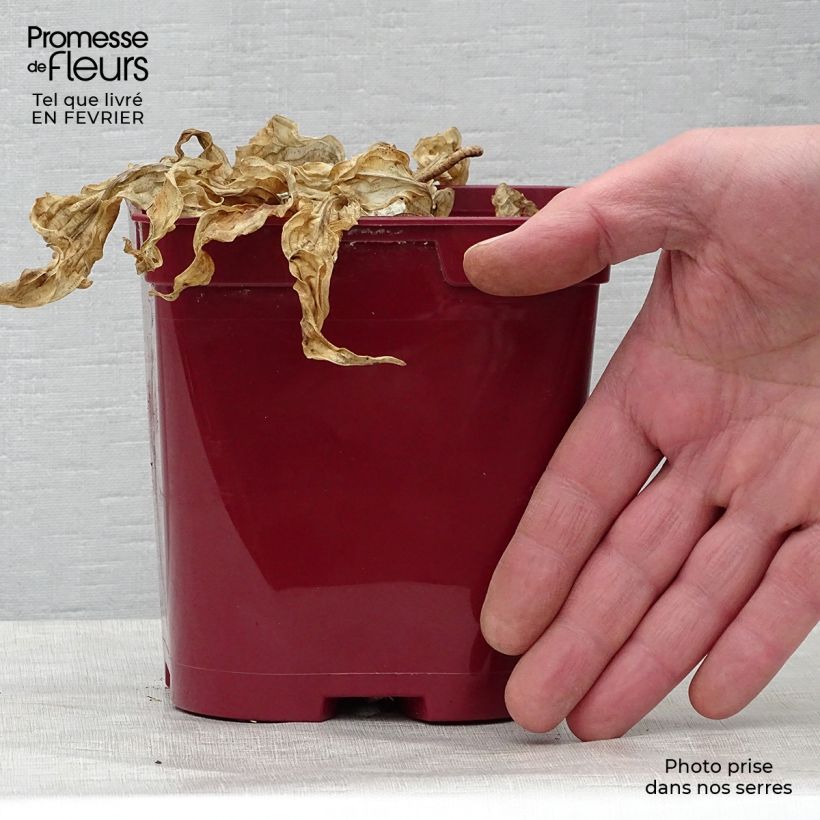 Amostra de Hosta Fire Island Vaso de 2 L/3 L tal como entregue no inverno