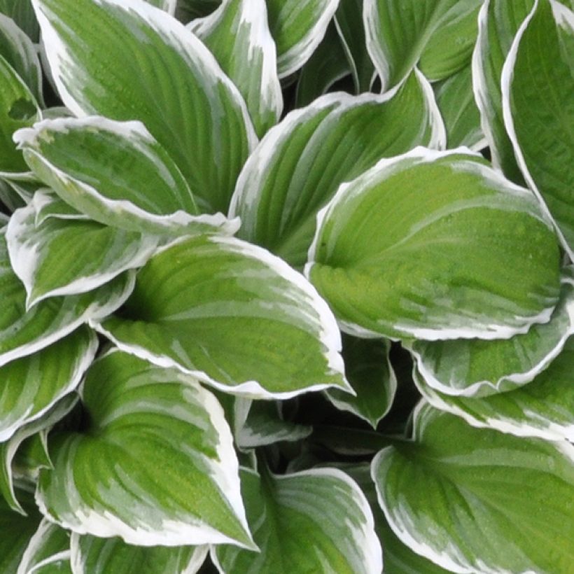 Hosta fortunei Albomarginata (Folhagem)