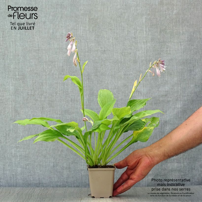 Amostra de Hosta fortunei Albopicta Vaso de 8/9 cm tal como entregue no verão