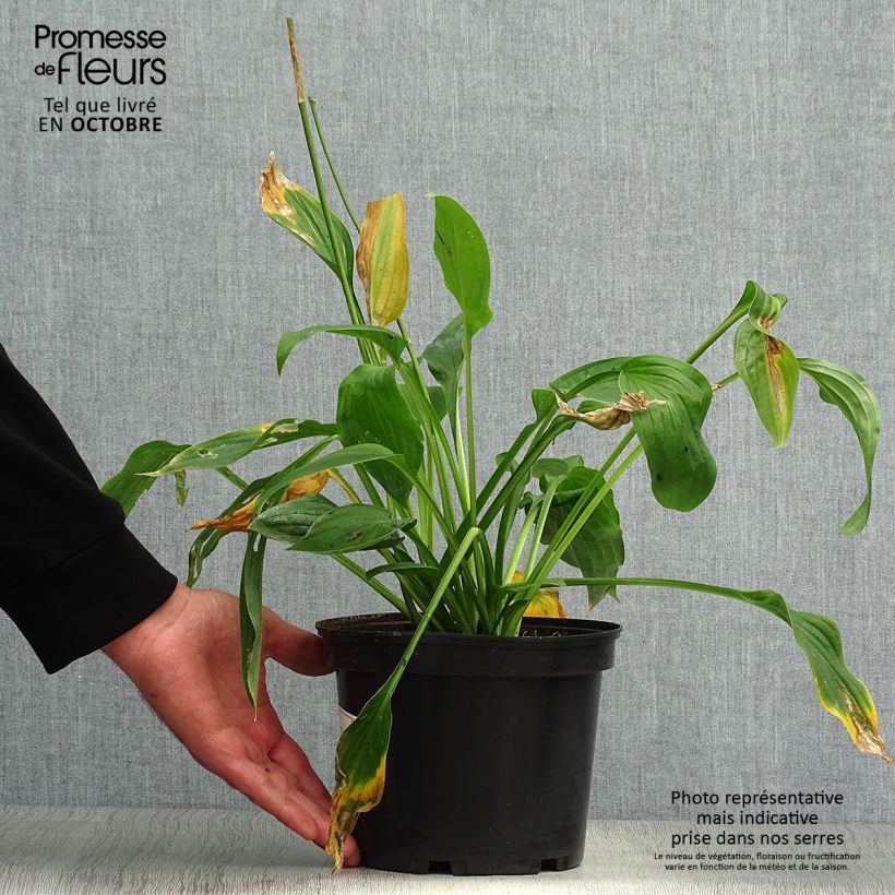 Amostra de Hosta fortunei Albopicta Vaso de 2 L/3 L tal como entregue no outono