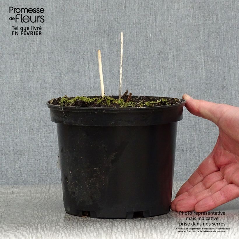 Amostra de Hosta fortunei Albopicta Vaso de 2 L/3 L tal como entregue no inverno